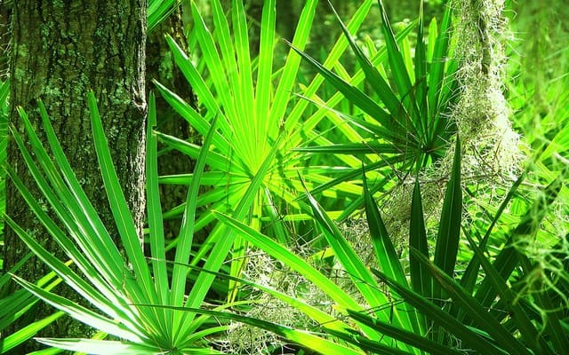 Сао Палмето (Saw Palmetto).